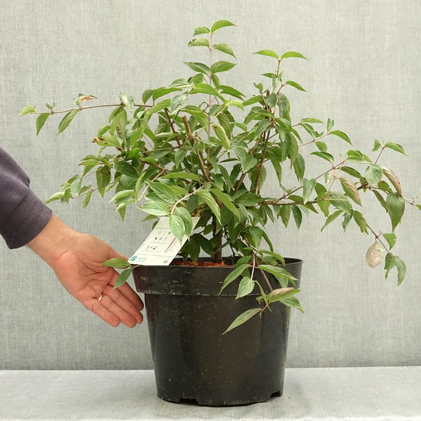 Spécimen de Cornus mas - Cornouiller mâle Pot de 7,5L/10L tel que livré en été