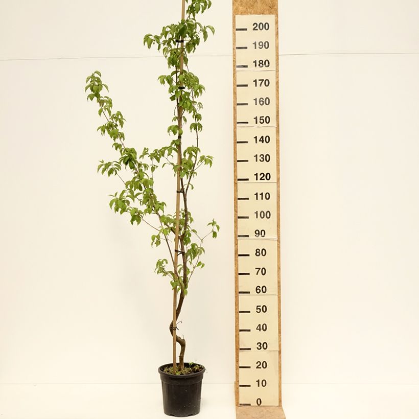 Example of Cornus mas Flava - Cornouiller mâle Pot de 7,5L/10L as you get in printemps