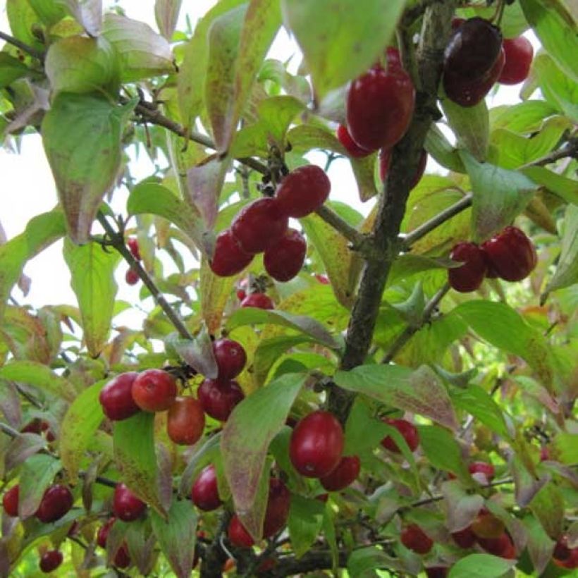 Cornus mas - Cornouiller mâle (Harvest)