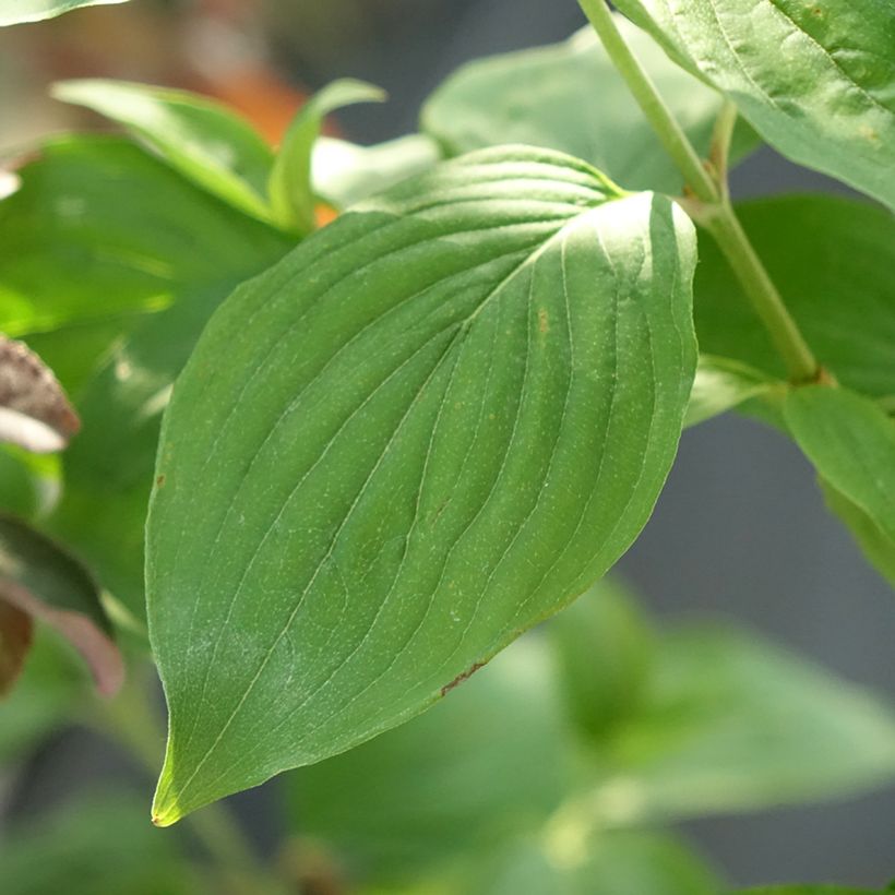 Cornus mas Nikołka - Cornouiller mâle (Feuillage)