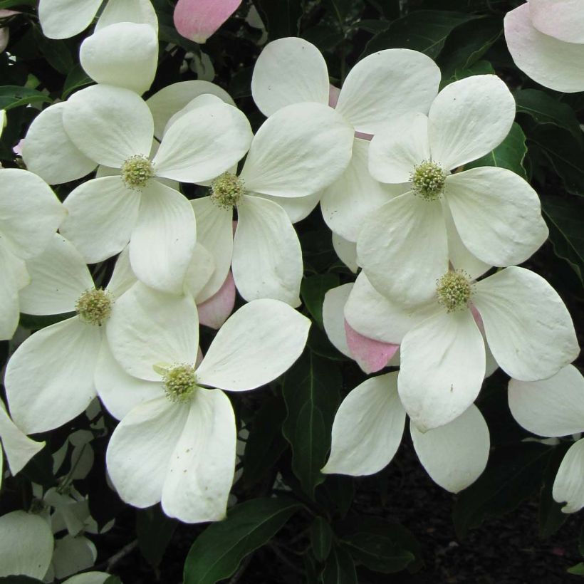 Cornus Norman Hadden - Cornouiller à fleurs (Floraison)