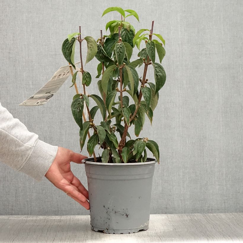 Example of Cornus officinalis - Cornouiller officinal Pot de 4L/5L as you get in ete