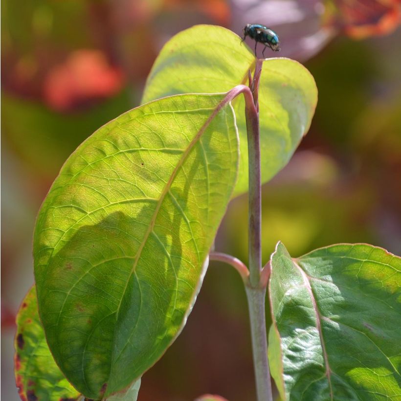Cornus florida Rubra - Cornouiller à fleurs d'Amérique (Feuillage)