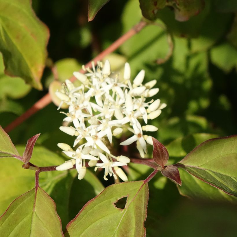 Cornus sanguinea Mid Winter Fire - Cornouiller sanguin (Floraison)