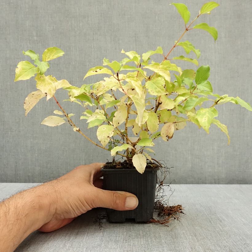 Spécimen de Cornus sanguinea Mid Winter Fire - Cornouiller sanguin Godet de 8/9 cm tel que livré en été