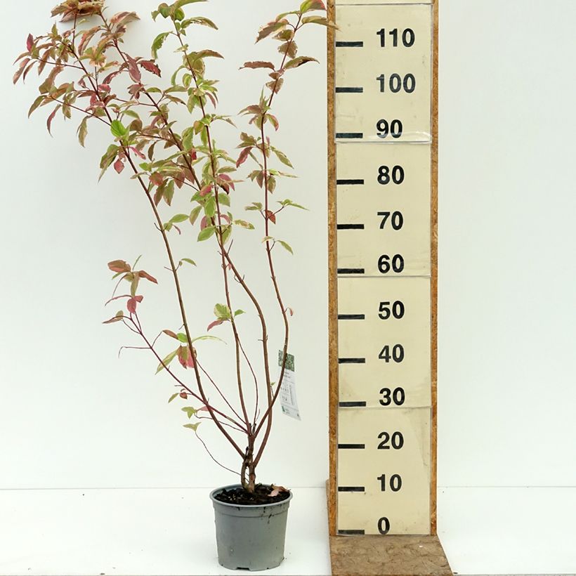 Spécimen de Cornus sericea Hedgerow's Gold - Cornouiller stolonifère Pot de 3L/4L tel que livré en été