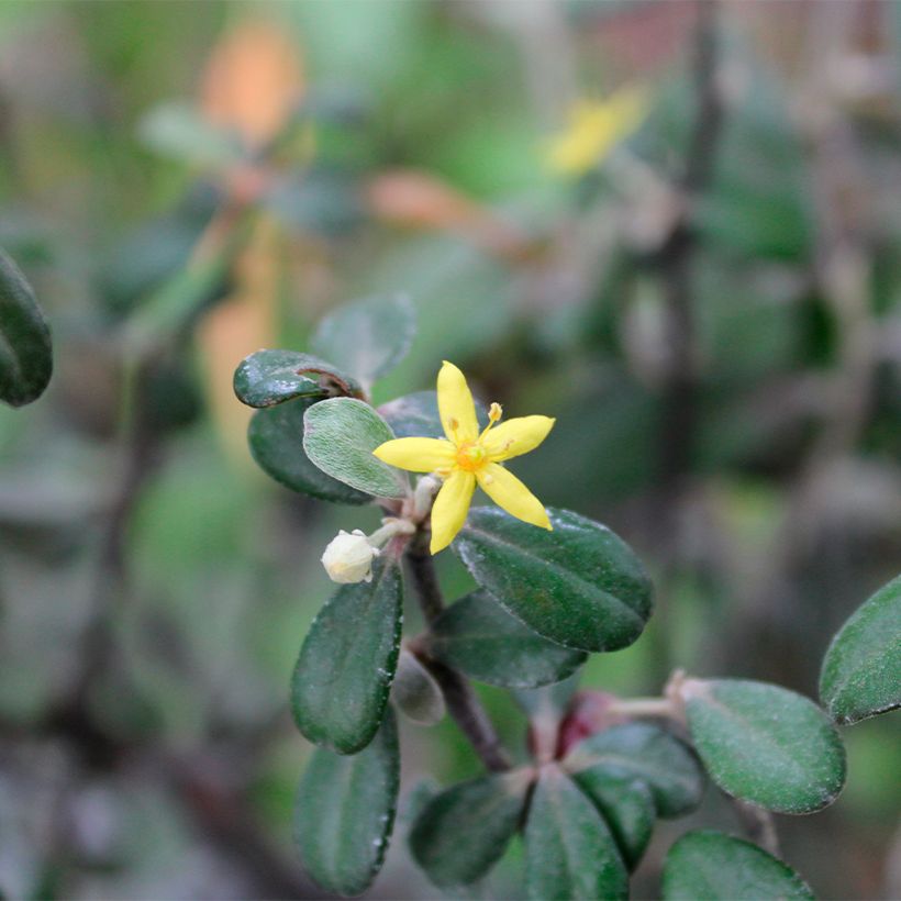 Corokia virgata Frosted chocolate - Corokie (Floraison)