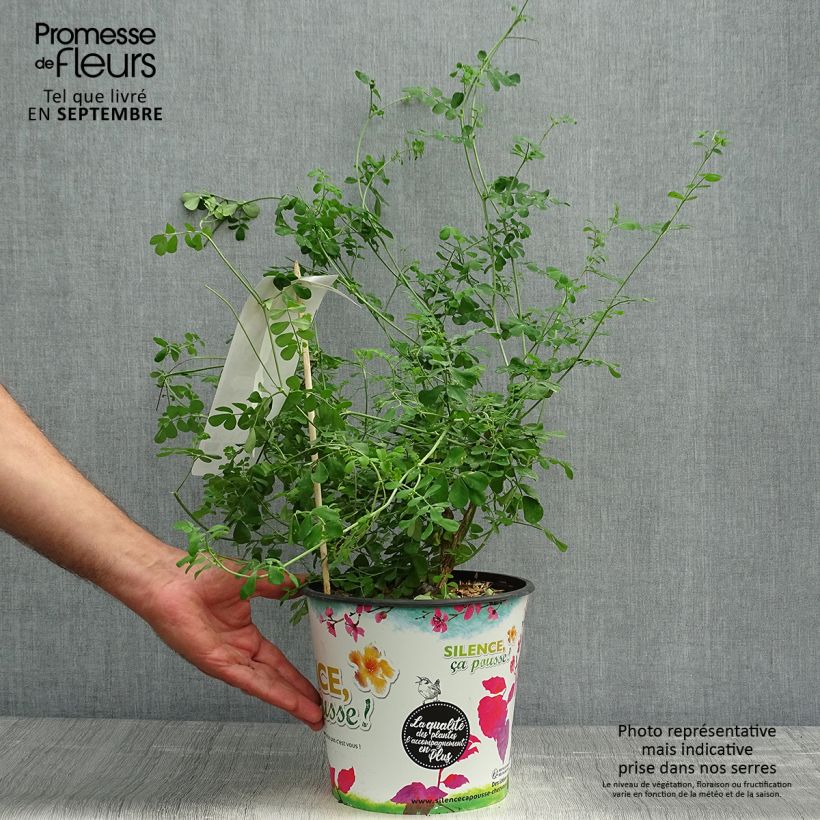 Spécimen de Coronille - Coronilla valentina subsp. glauca Selection Pot de 4L/5L tel que livré en automne