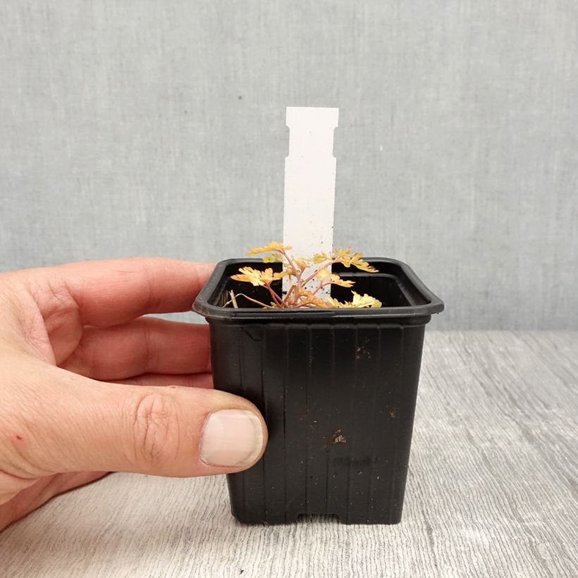 Spécimen de Corydalis Berry Exciting - Corydale hybride Godet de 8/9 cm tel que livré au printemps