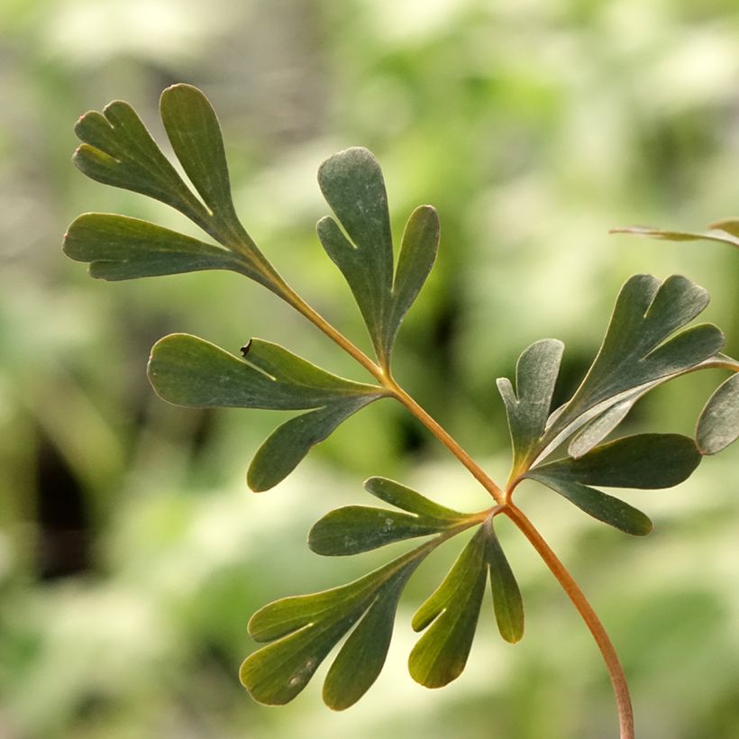 Corydalis flexuosa Porcelain Blue  (Feuillage)