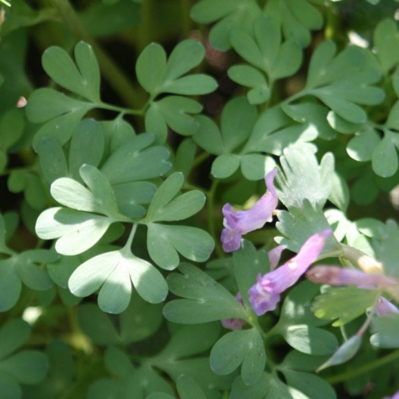 Corydalis solida (Feuillage)