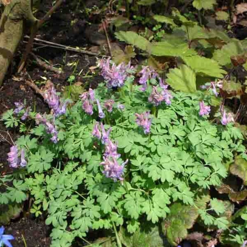 Corydalis solida (Port)