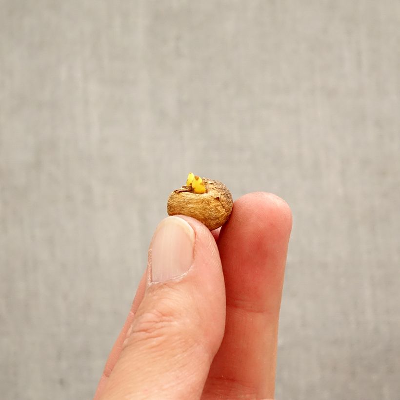 Spécimen de Corydalis solida Bulbe calibre 5+ tel que livré au printemps