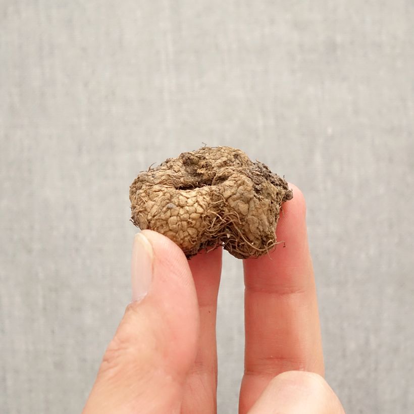 Example of Corydalis solida GP Baker - Corydale bulbeuse Bulbe calibre I as you get in printemps