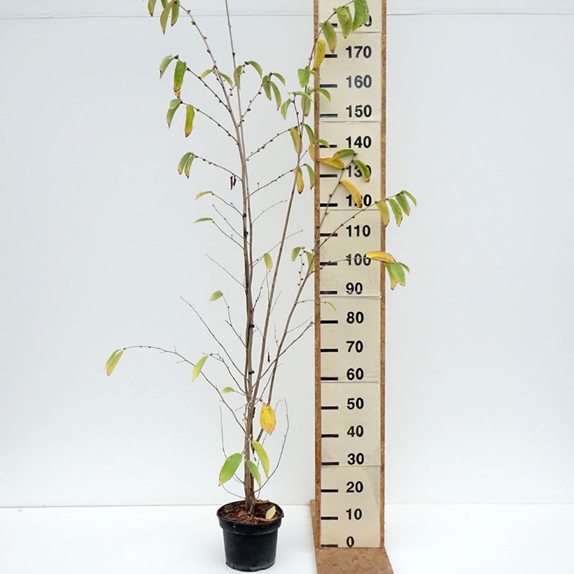 Spécimen de Corylopsis sinensis var. sinensis- Faux noisetier Pot de 4L/5L tel que livré en automne