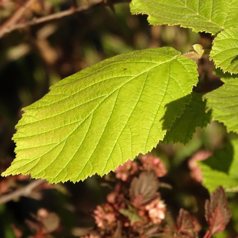 Corylus avellana Agnieszka - Noisetier panaché (Feuillage)