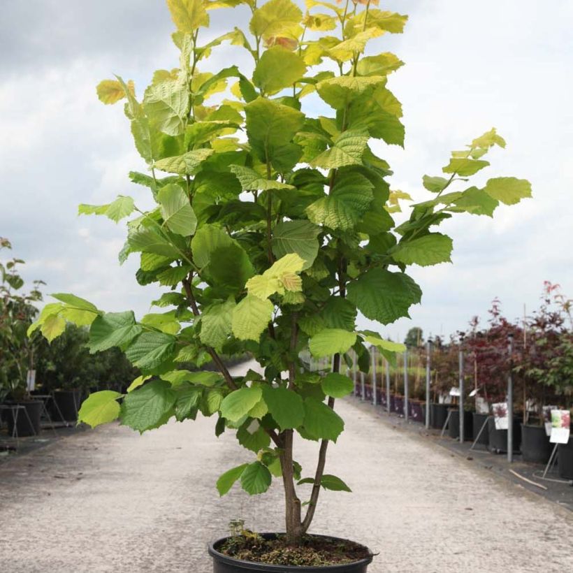 Example of Corylus avellana Aurea - Noisetier doré. Pot de 18L/20L as you get
