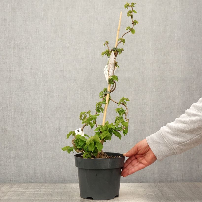 Example of Corylus avellana contorta Medusa - Noisetier tortueux nain Pot de 3L/4L as you get in printemps