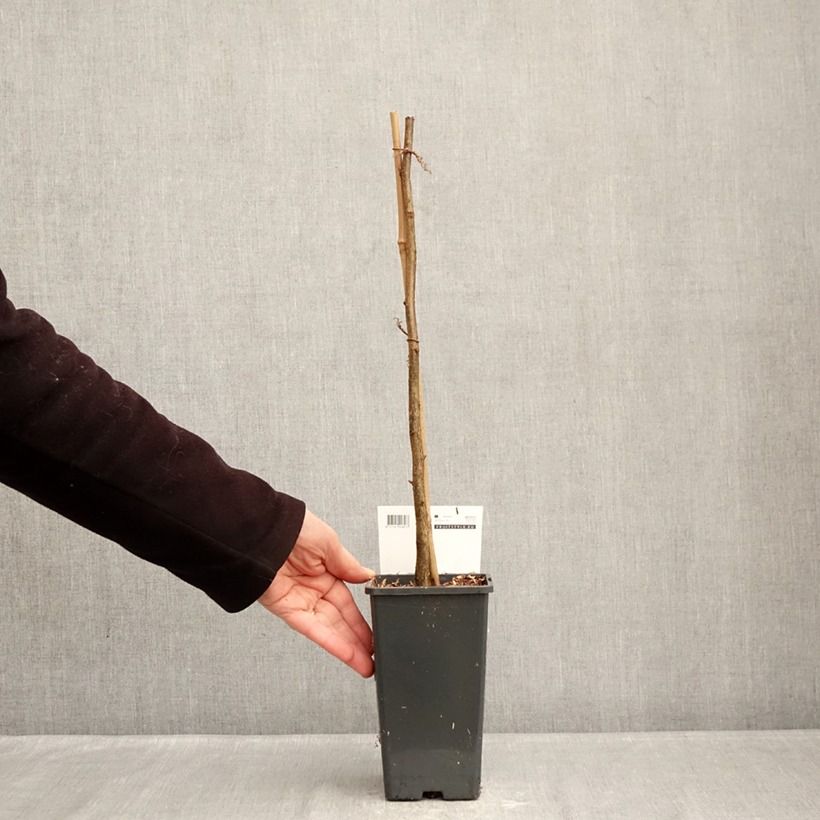 Spécimen de Corylus avellana Rode Zellernoot - Noisetier pourpre Pot de 1,5L/2L tel que livré en hiver