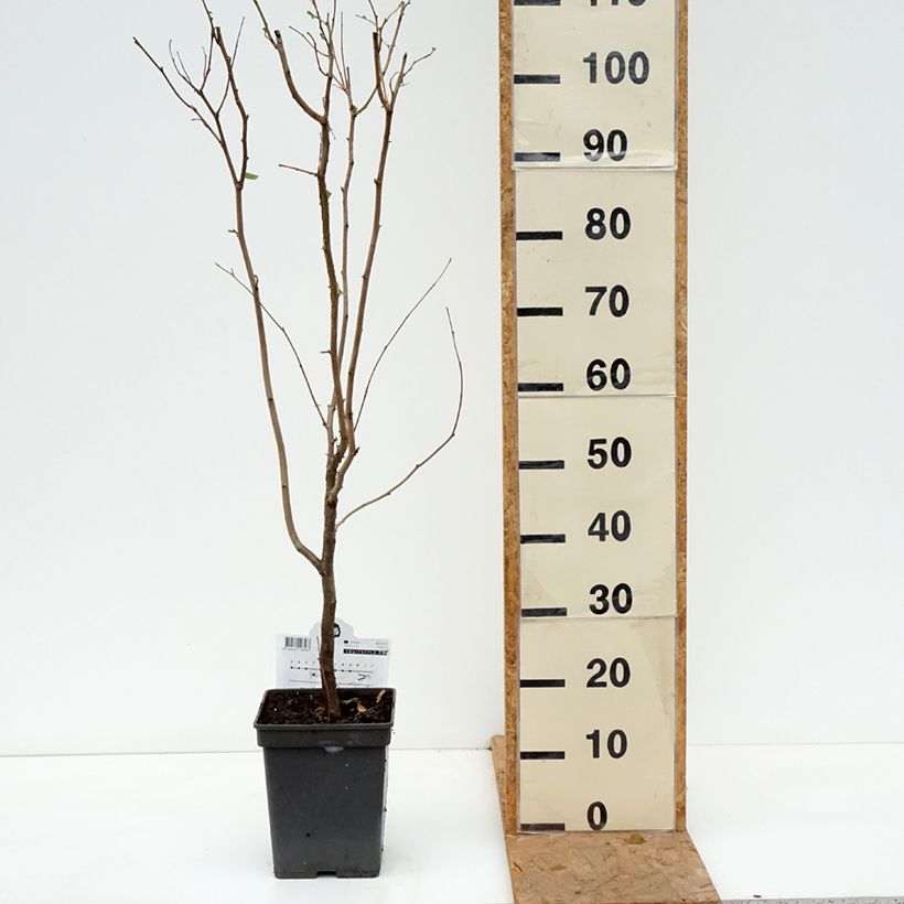 Spécimen de Corylus avellana Rode Zellernoot - Noisetier pourpre Pot de 3L/4L, Buisson tel que livré en automne
