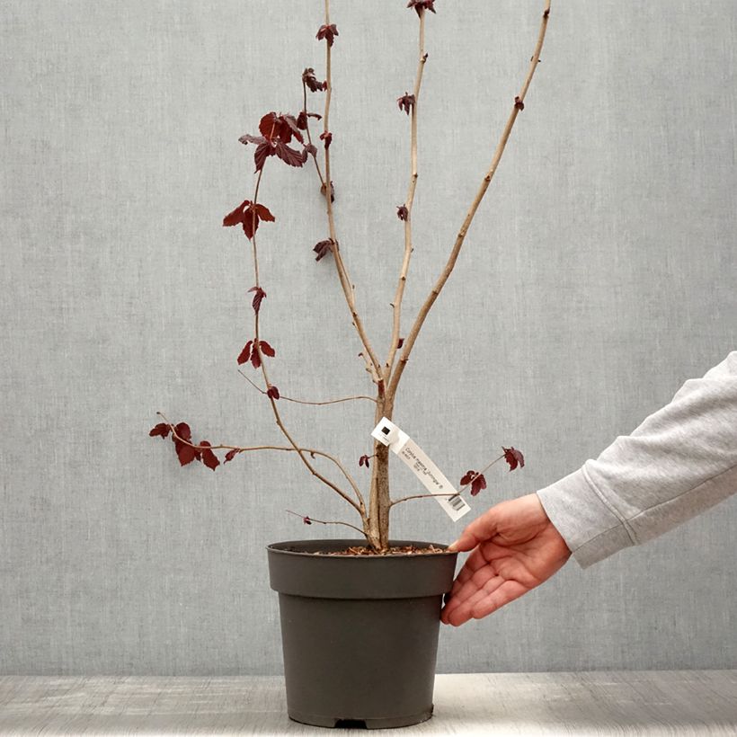 Spécimen de Corylus maxima Juningia - Noisetier de Lambert Pot de 4L/5L tel que livré au printemps