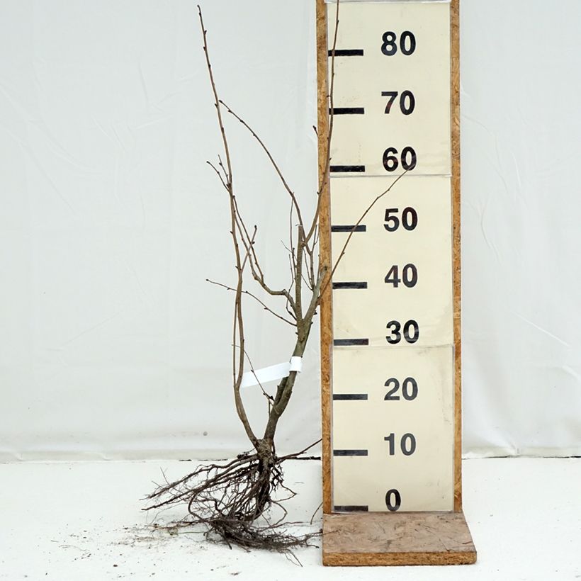 Example of Corylus maxima Purpurea - Noisetier pourpre Racines nues as you get in hiver