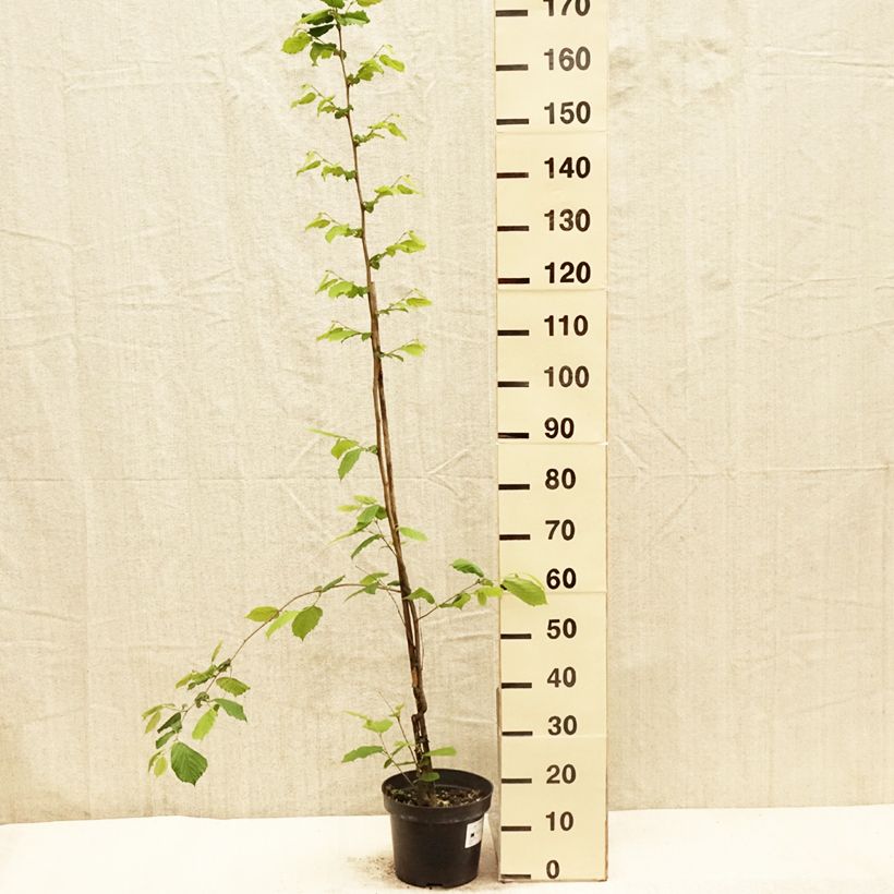 Spécimen de Corylus sieboldiana - Noisetier du Japon Pot de 4L/5L tel que livré au printemps