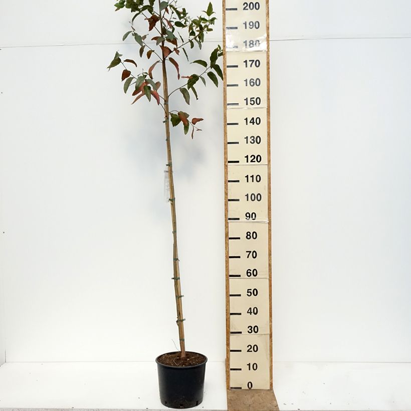 Spécimen de Corymbia citriodora - Eucalyptus citronné Pot de 7,5L/10L tel que livré au printemps