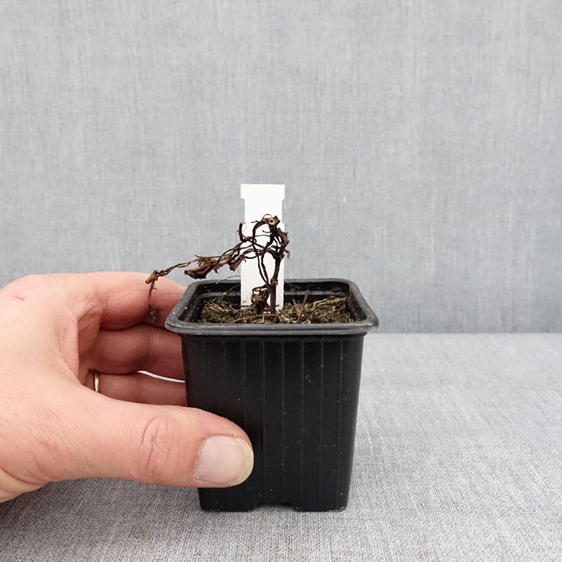 Example of Cosmos atrosanguineus Black Magic - Cosmos chocolat Godet de 8/9 cm as you get in hiver