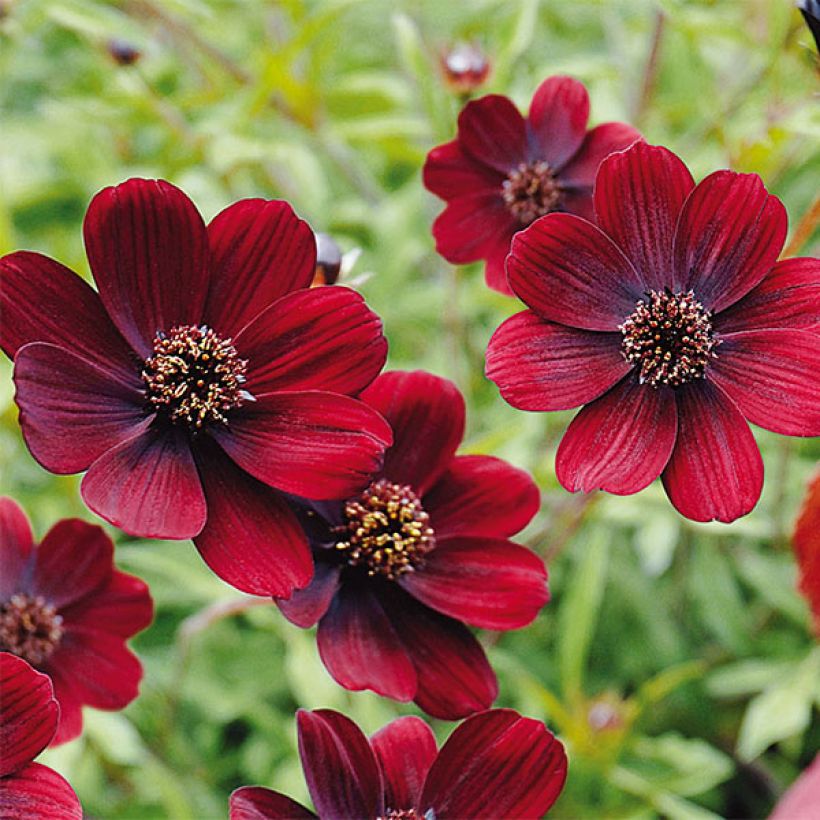 Cosmos atrosanguineus Chocamocha - Cosmos chocolat (Flowering)