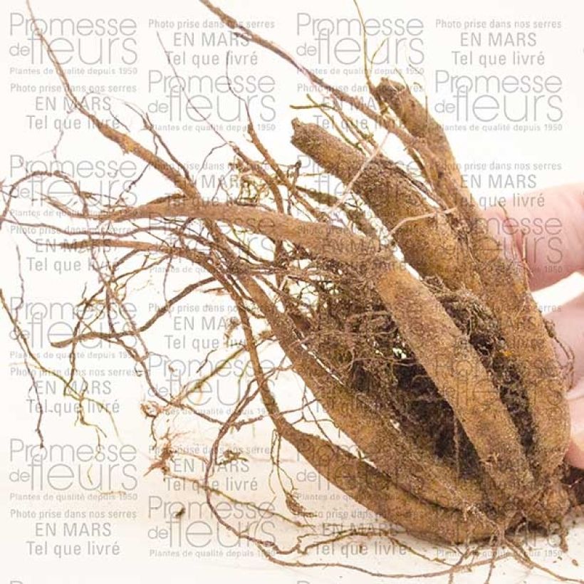 Exemple de spécimen de Cosmos atrosanguineus - Cosmos chocolat Bulbe calibre I tel que livré