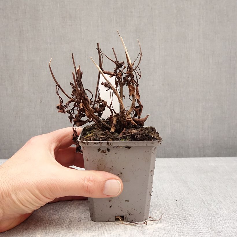 Spécimen de Cosmos atrosanguineus - Cosmos chocolat Godet de 8/9 cm calibre I tel que livré en hiver