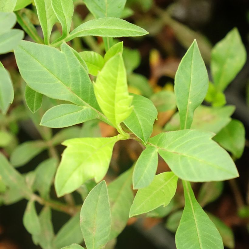 Cosmos atrosanguineus Eclipse - Cosmos chocolat (Foliage)