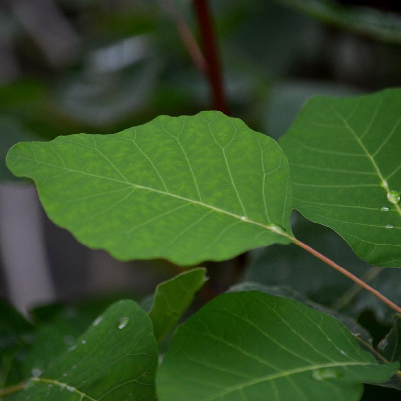 Cotinus coggygria - Arbre à Perruques (Foliage)