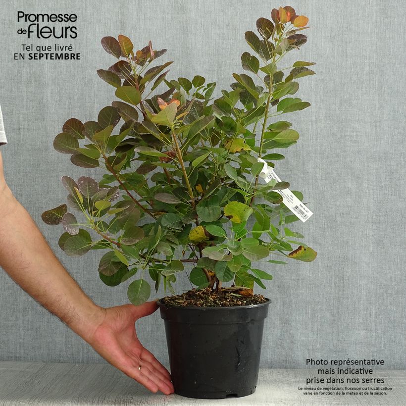 Spécimen de Cotinus coggygria Flamissimo - Arbre à perruque Pot de 3L/4L tel que livré en été