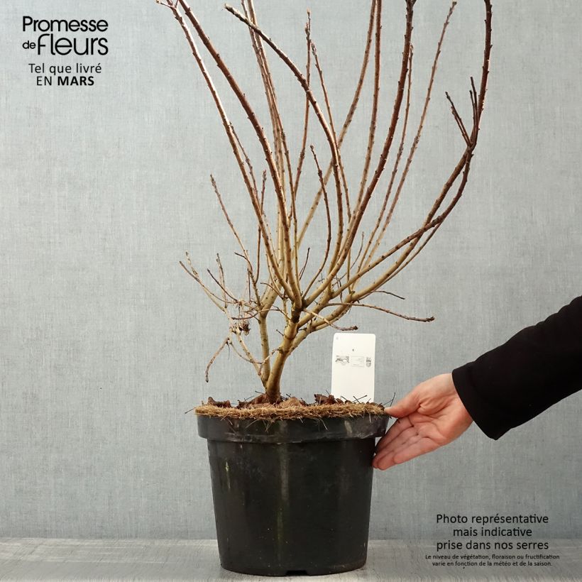 Example of Cotinus coggygria Golden Spirit - Arbre à Perruques Doré Pot de 7,5L/10L as you get in printemps