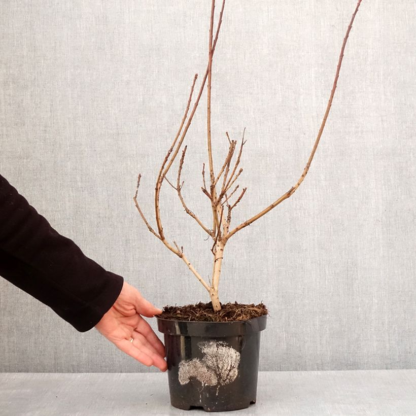 Example of Cotinus coggygria Lemon Lady - Arbre à perruques Pot de 2L/3L as you get in hiver