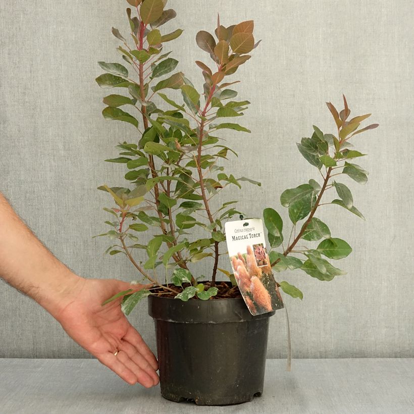Spécimen de Cotinus coggygria Magical Torch - Arbre à perruque Pot de 3L/4L tel que livré en été