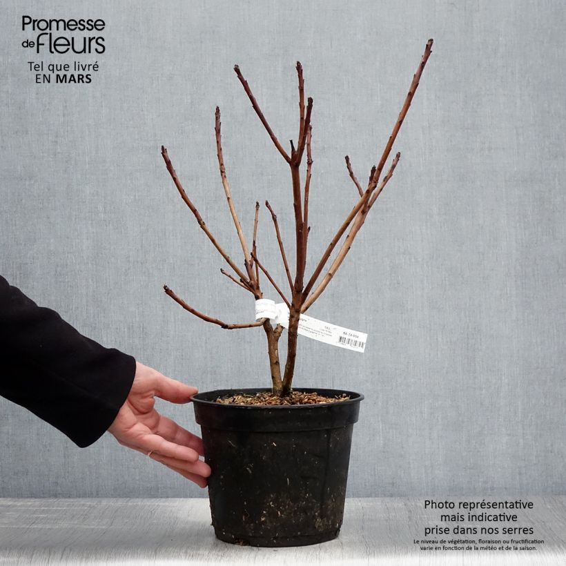 Spécimen de Cotinus coggygria Old Fashioned - Arbre à Perruques Pot de 3L/4L tel que livré au printemps