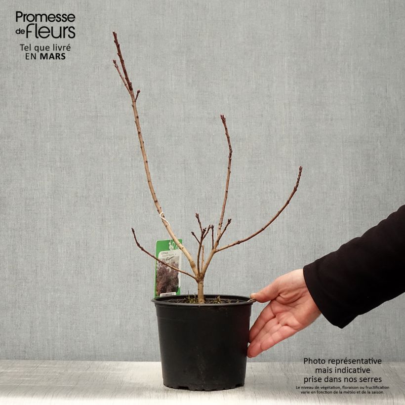 Example of Cotinus coggygria Royal Purple - Arbre à perruque  Pot de 2L/3L as you get in printemps