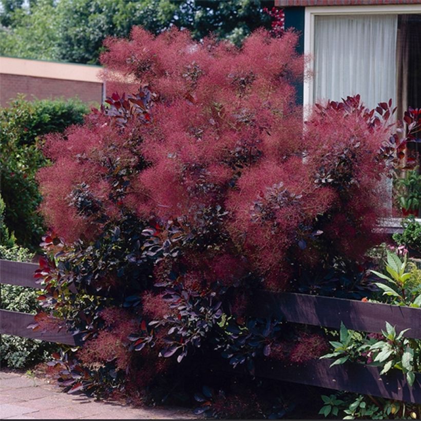 Cotinus coggygria Royal Purple - Arbre à perruque  (Plant habit)
