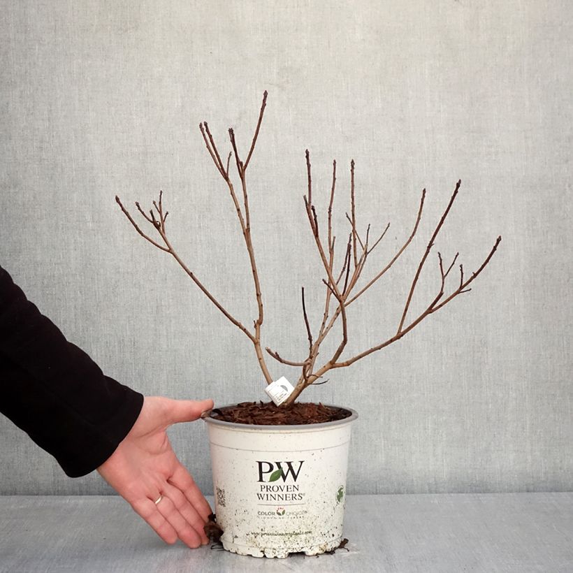 Spécimen de Cotinus coggygria Winecraft Black - Arbre à perruque Pot de 3L/4L tel que livré en hiver