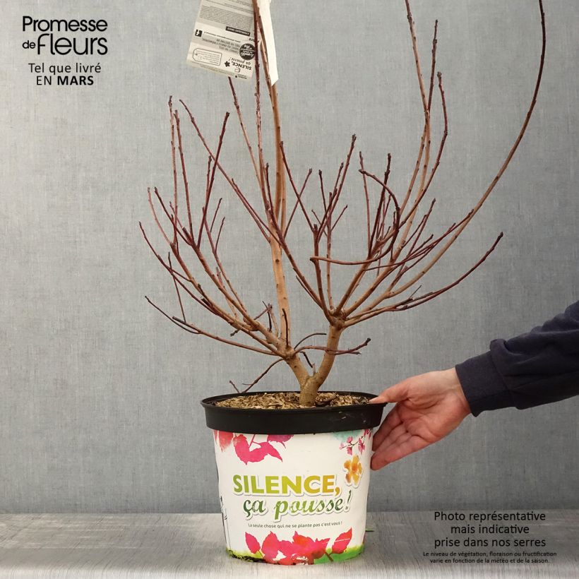 Spécimen de Cotinus Grace - Arbre à perruque Pot de 7,5L/10L tel que livré au printemps