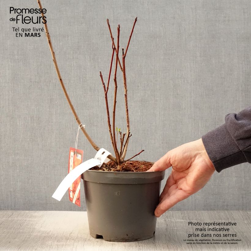 Spécimen de Cotinus Grace - Arbre à perruque Pot de 2L/3L tel que livré au printemps