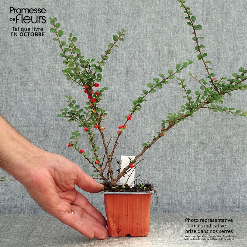 Spécimen de Cotoneaster horizontalis - Cotonéaster rampant Godet de 8/9 cm tel que livré en automne