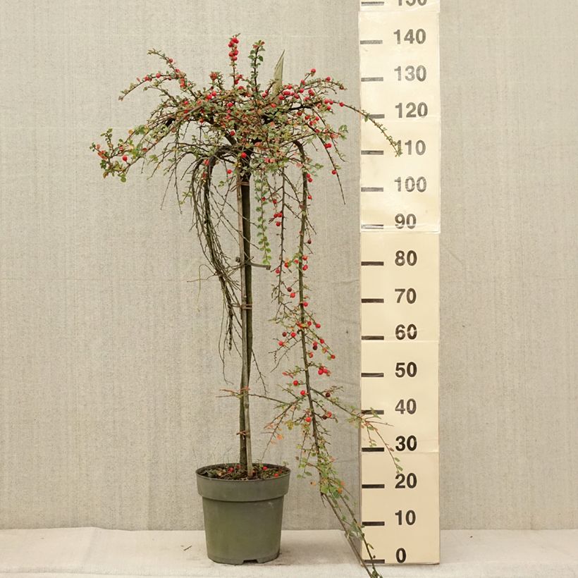 Spécimen de Cotoneaster praecox Boer Pot de 7,5L/10L, Tige, Tige de 80 tel que livré en automne