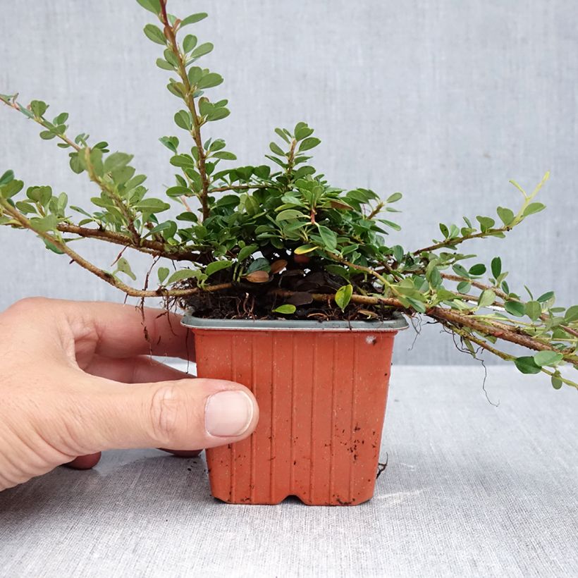 Spécimen de Cotoneaster procumbens Streibs Findling - Cotonéaster rampant Godet de 8/9 cm tel que livré en automne