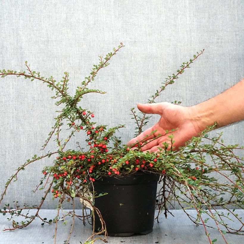 Spécimen de Cotoneaster procumbens Streibs Findling - Cotonéaster rampant Pot de 1,5L/2L tel que livré en automne