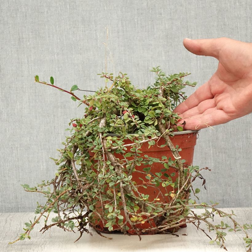 Spécimen de Cotoneaster procumbens Streibs Findling - Cotonéaster rampant Pot de 1,5L/2L tel que livré en été