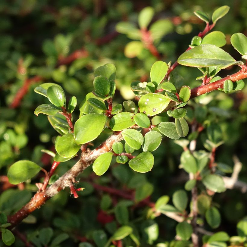 Cotoneaster procumbens Streibs Findling - Cotonéaster rampant (Foliage)